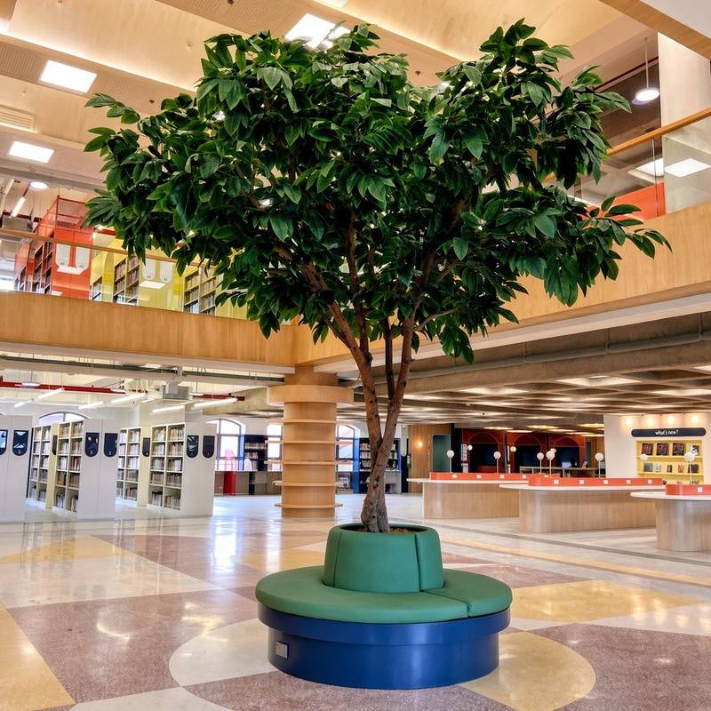 Mango Tree, Lyceum of the Philippines Library